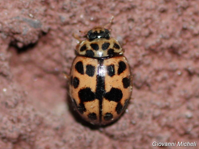 Coccinellidae: Oenopia conglobata